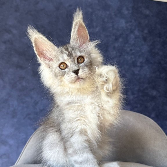 Maine Coon NOV Velari