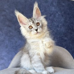 Maine Coon NOV Velari