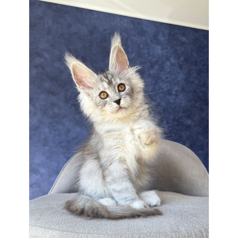 Maine Coon NOV Velari