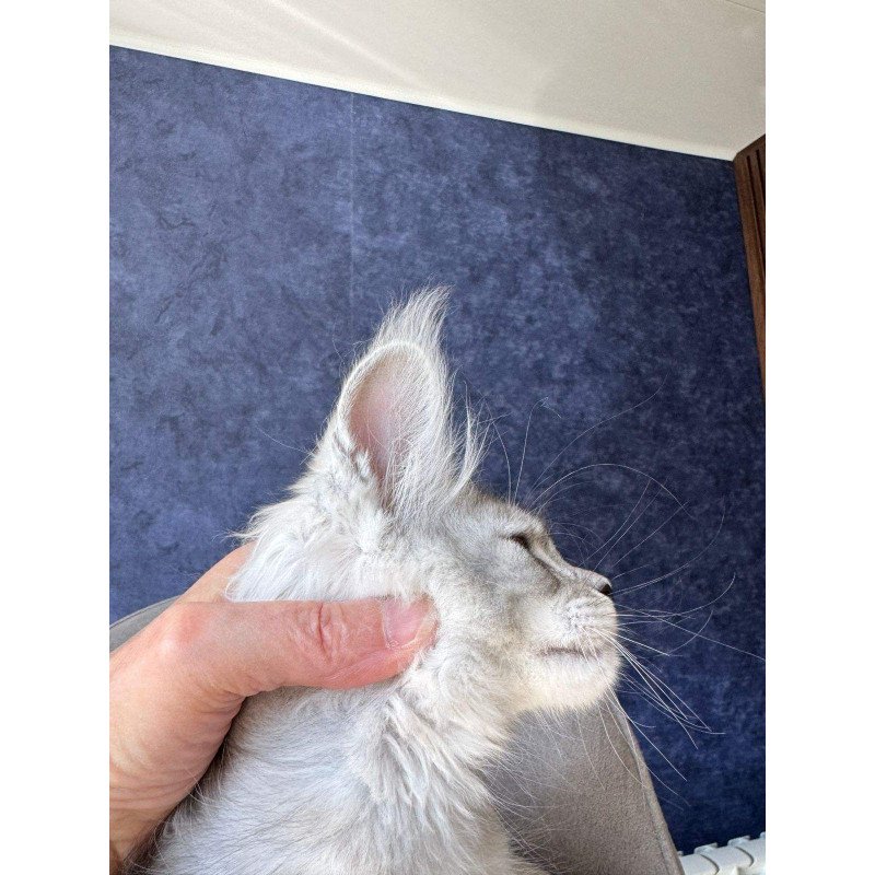 Maine Coon NOV Velari
