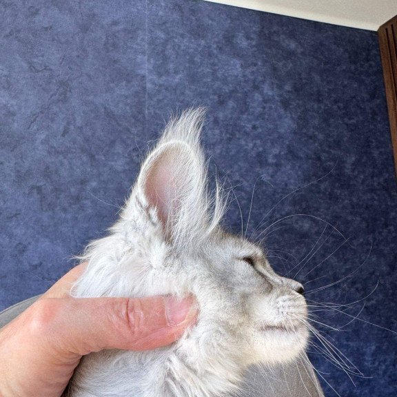 Maine Coon NOV Velari