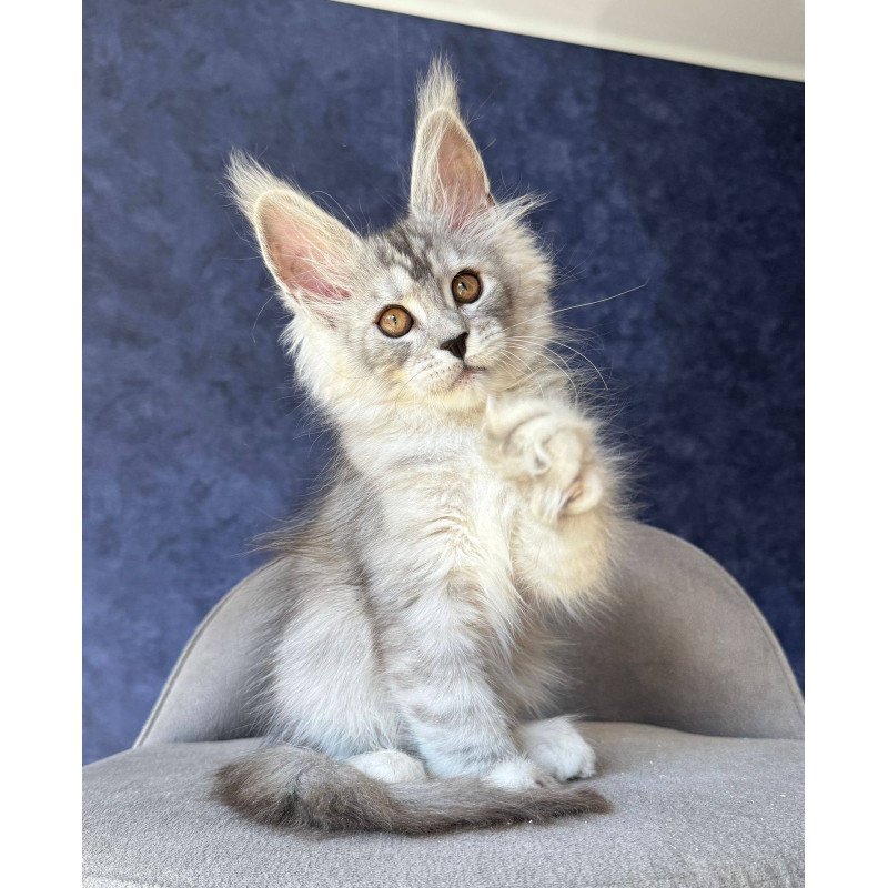 Maine Coon NOV Velari