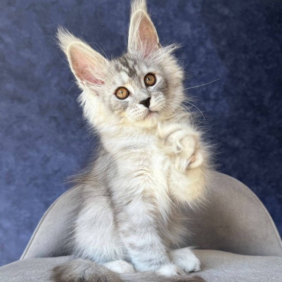 Maine Coon NOV Velari