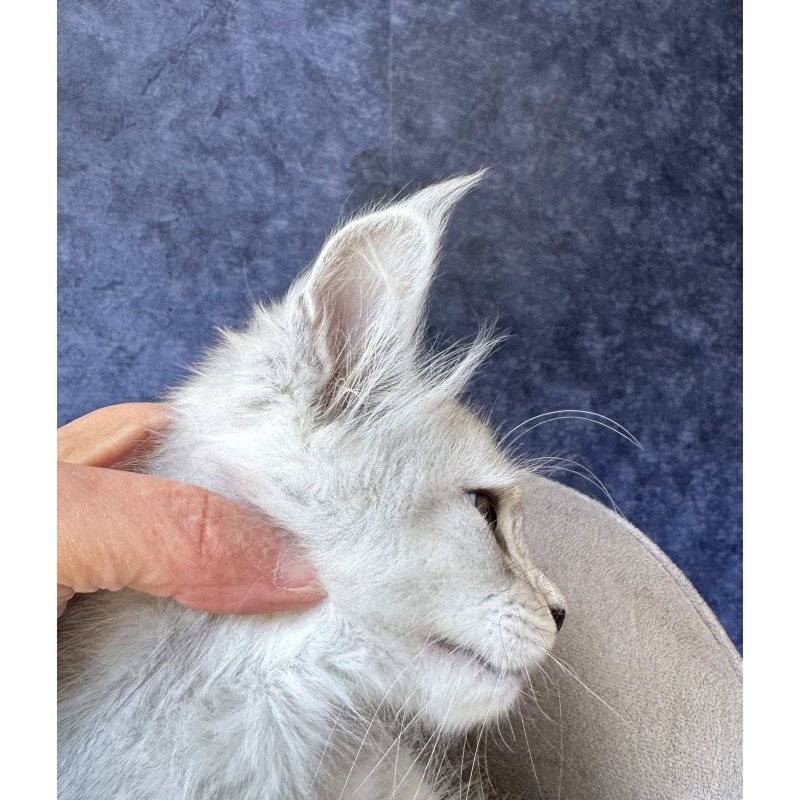 Maine Coon NOV Varna