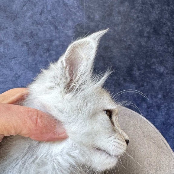 Maine Coon NOV Varna