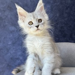 Maine Coon NOV Varna