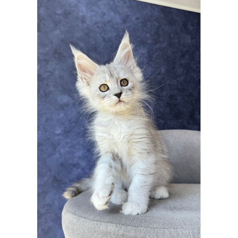 Maine Coon NOV Varna