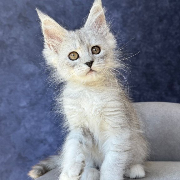 Maine Coon NOV Varna