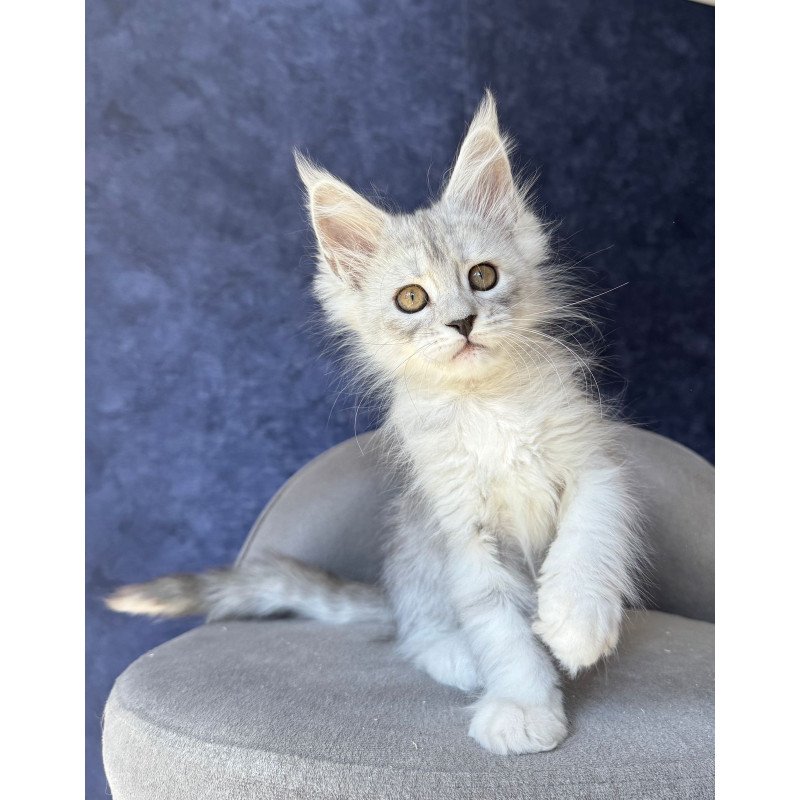 Maine Coon NOV Varna
