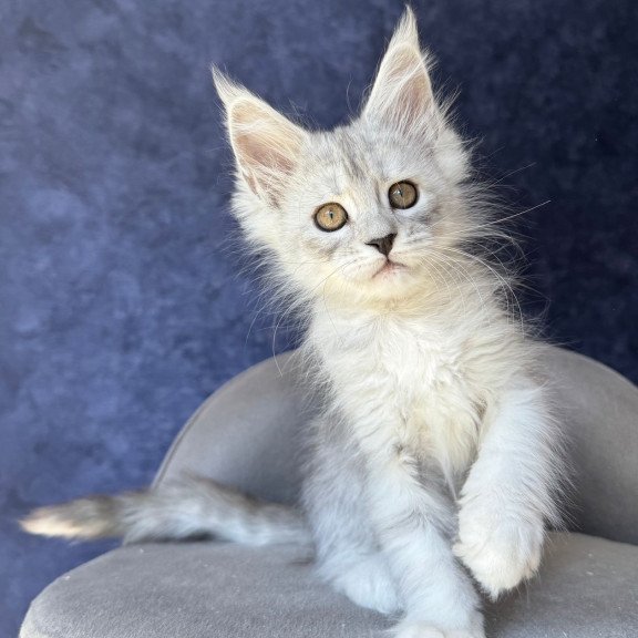 Maine Coon NOV Varna