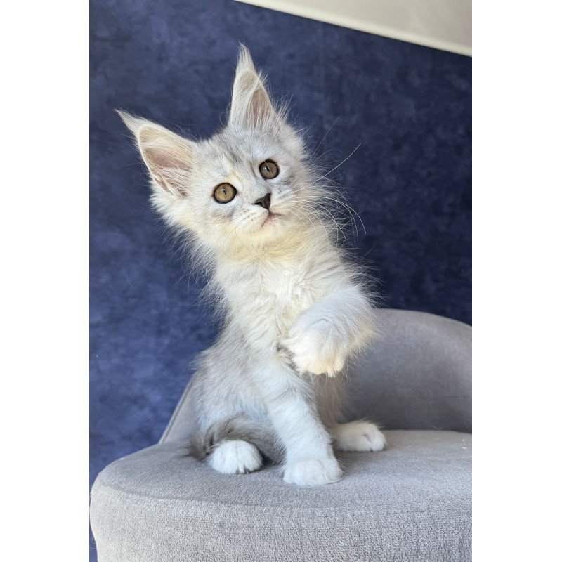 Maine Coon NOV Varna