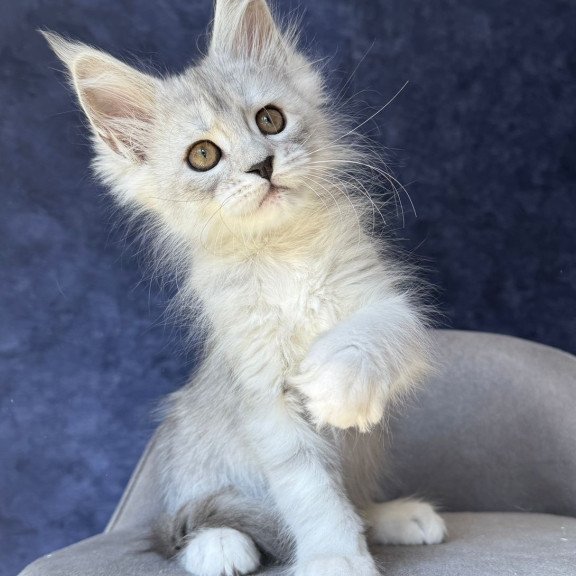 Maine Coon NOV Varna