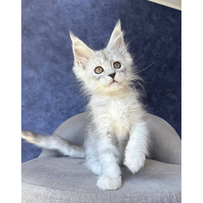 Maine Coon NOV Varna
