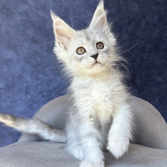Maine Coon NOV Varna