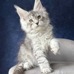Maine Coon NOV Vanil