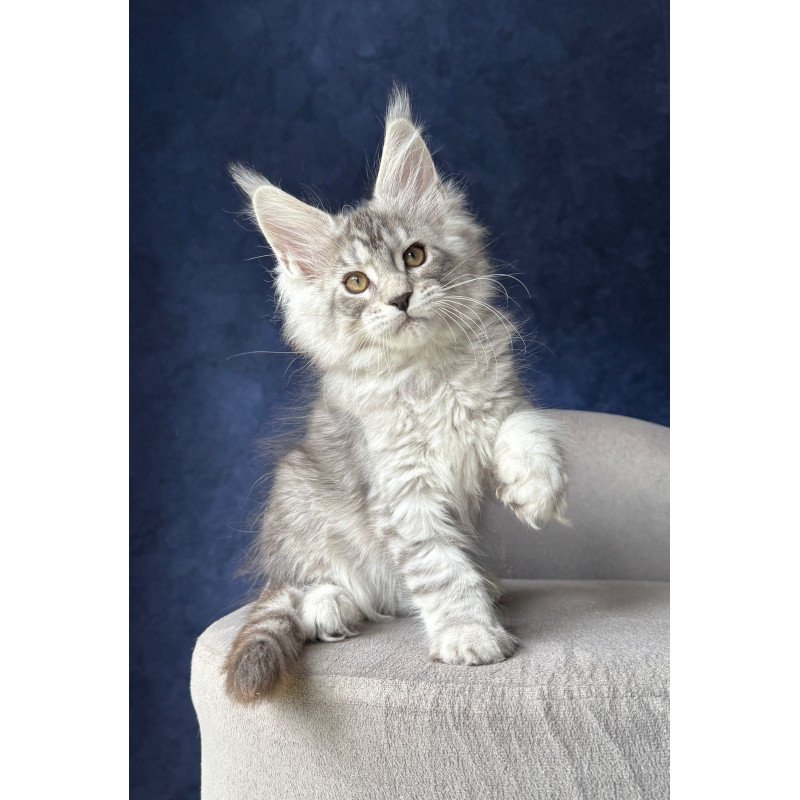 Maine Coon NOV Vanil