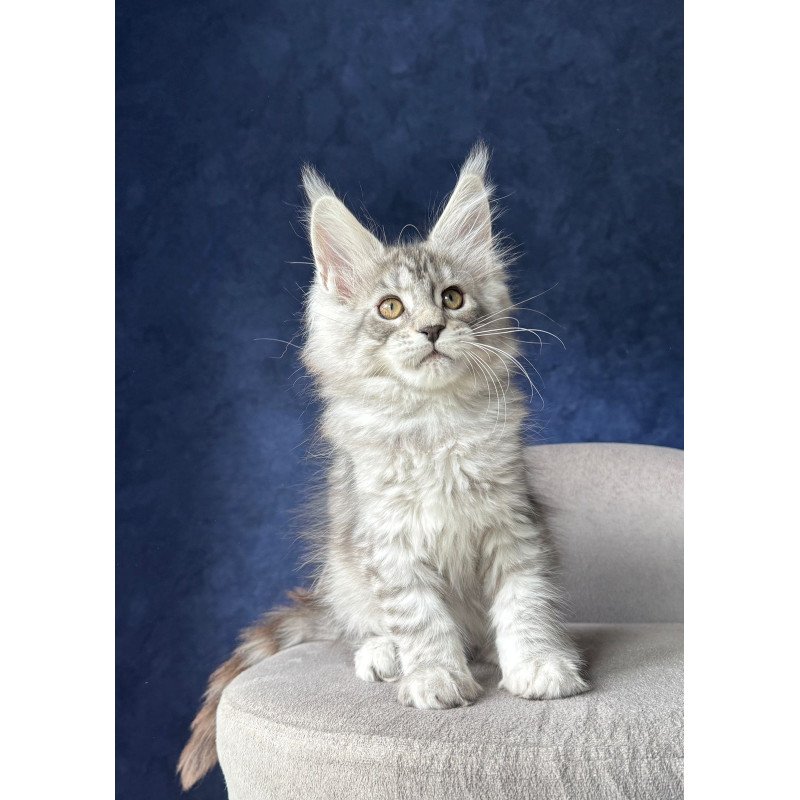Maine Coon NOV Vanil