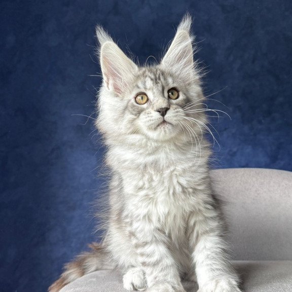 Maine Coon NOV Vanil