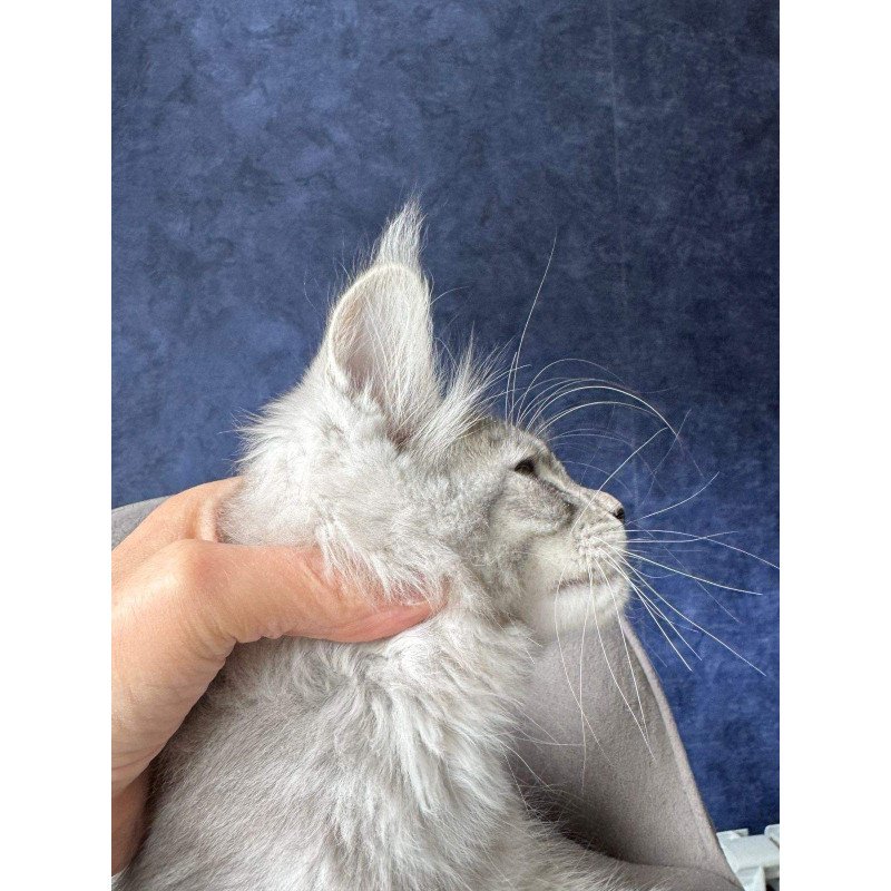 Maine Coon NOV Vanil