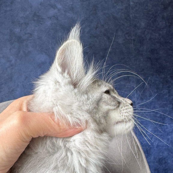Maine Coon NOV Vanil