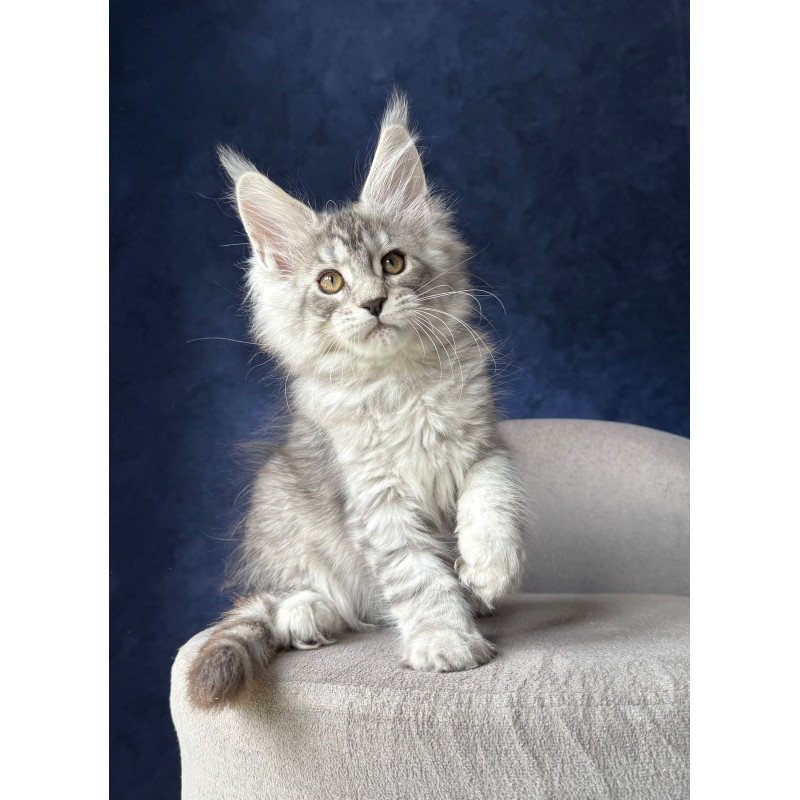 Maine Coon NOV Vanil