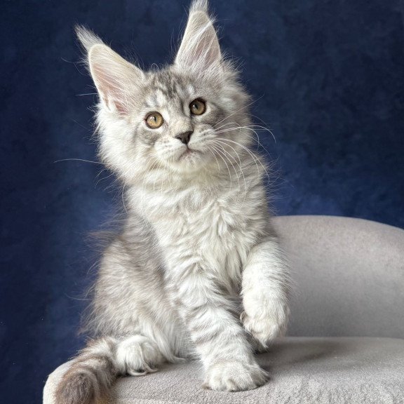 Maine Coon NOV Vanil