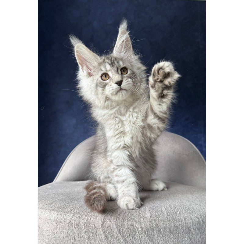Maine Coon NOV Vanil