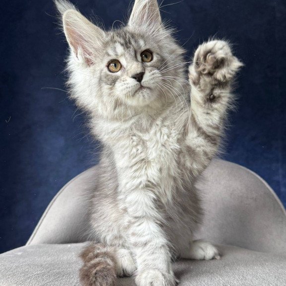 Maine Coon NOV Vanil