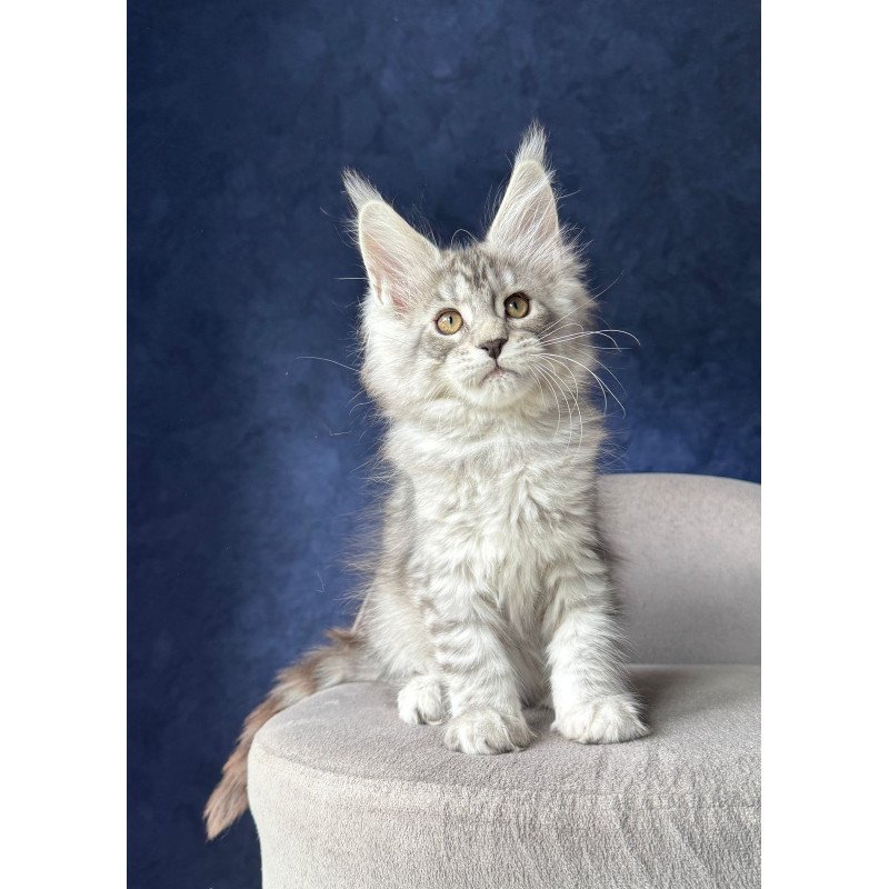 Maine Coon NOV Vanil
