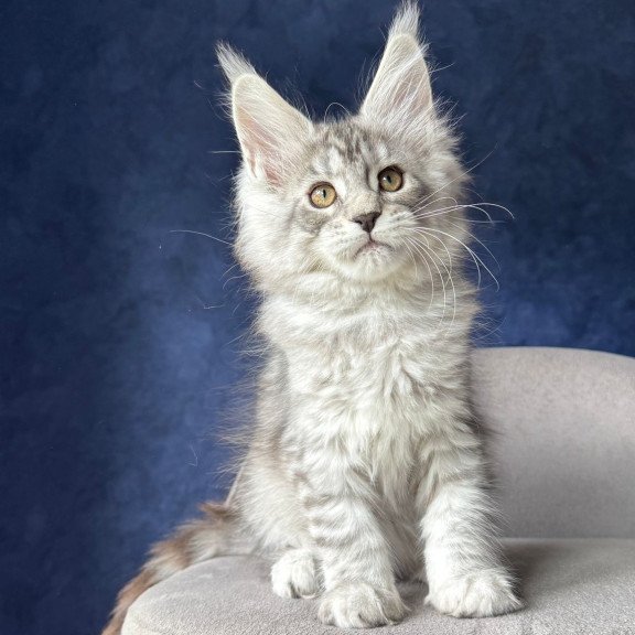Maine Coon NOV Vanil