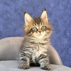 Maine Coon NOV Befart