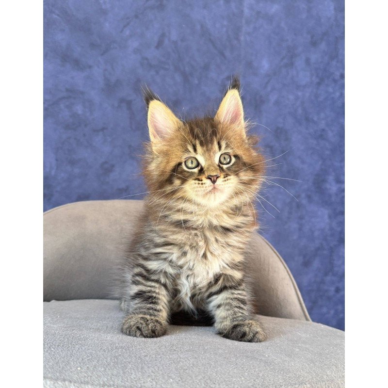 Maine Coon NOV Befart