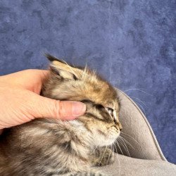 Maine Coon NOV Befart