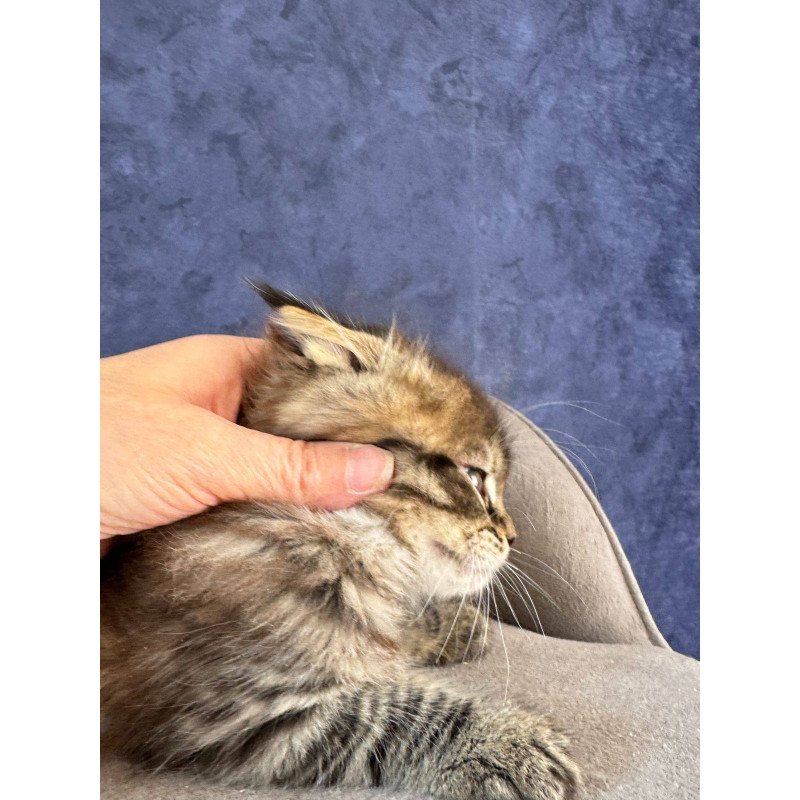 Maine Coon NOV Befart