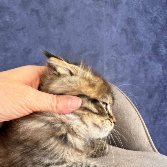 Maine Coon NOV Befart