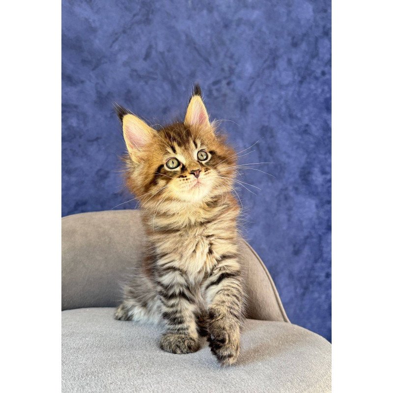 Maine Coon NOV Befart