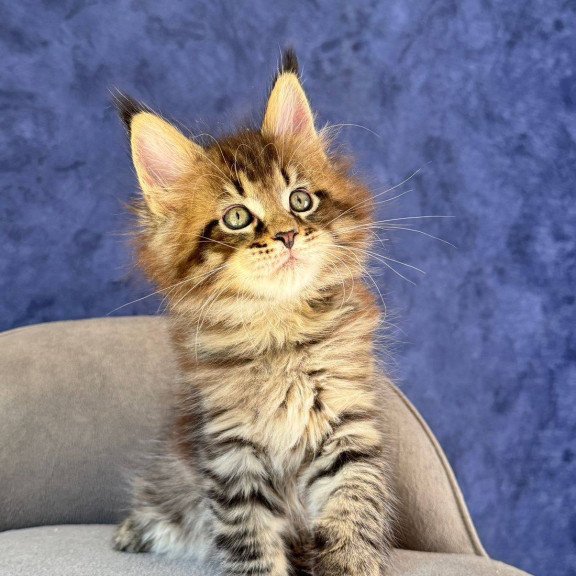 Maine Coon NOV Befart
