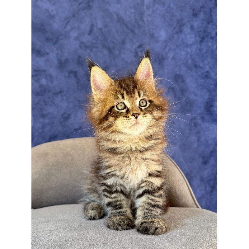 Maine Coon NOV Befart