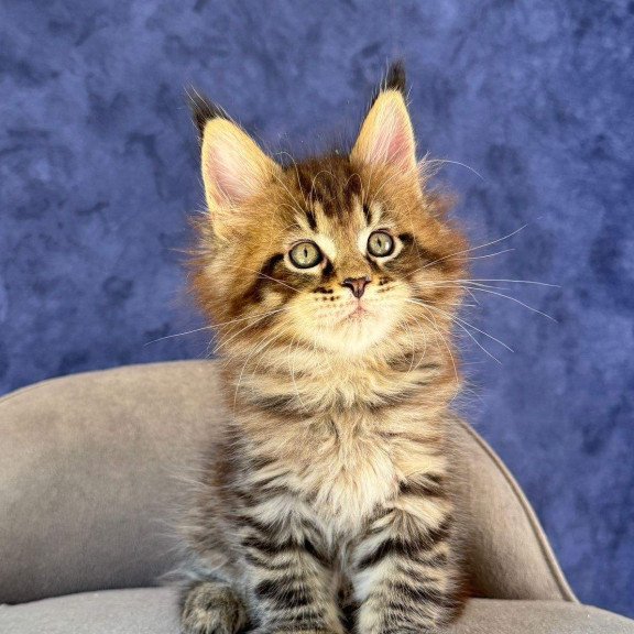 Maine Coon NOV Befart