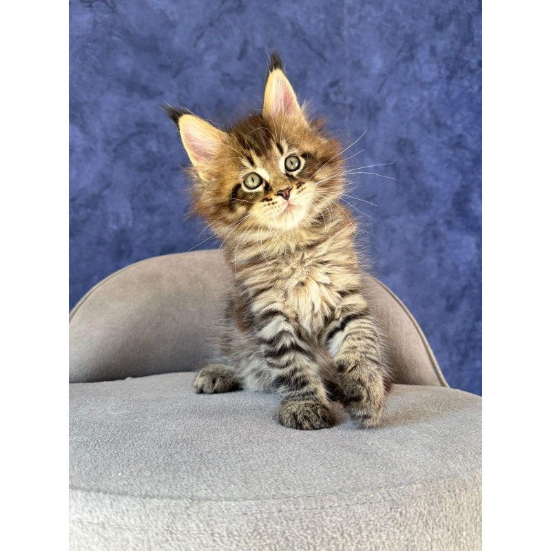 Maine Coon NOV Befart