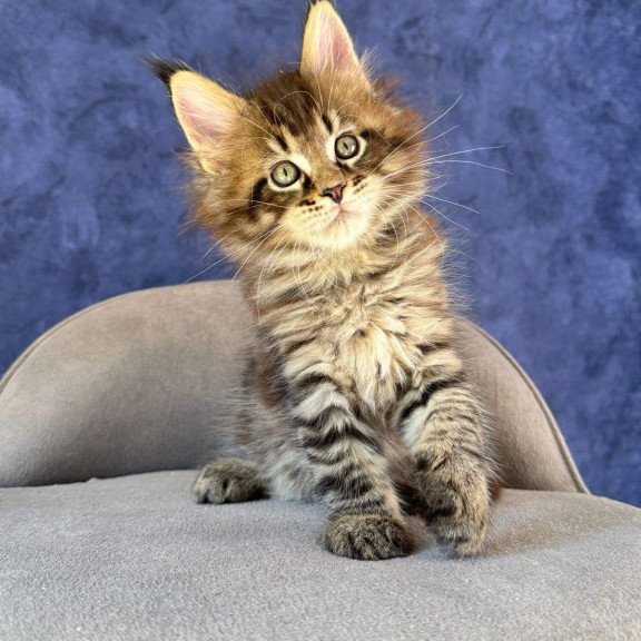 Maine Coon NOV Befart