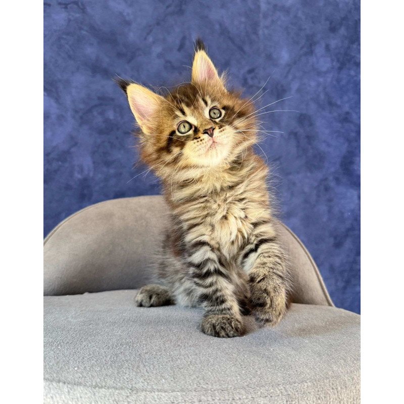 Maine Coon NOV Befart