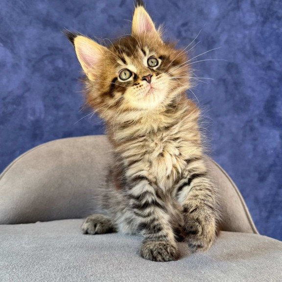 Maine Coon NOV Befart