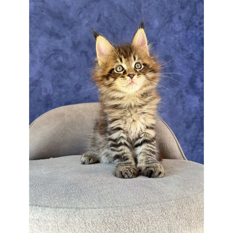 Maine Coon NOV Befart
