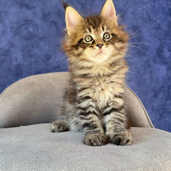 Maine Coon NOV Befart