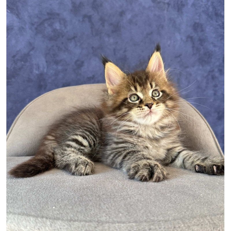 Maine Coon NOV Befart