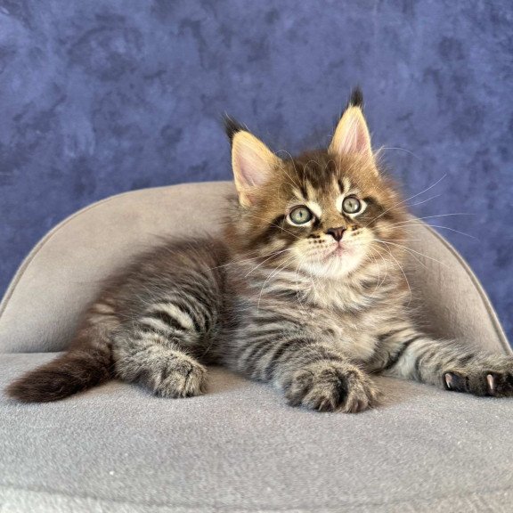 Maine Coon NOV Befart