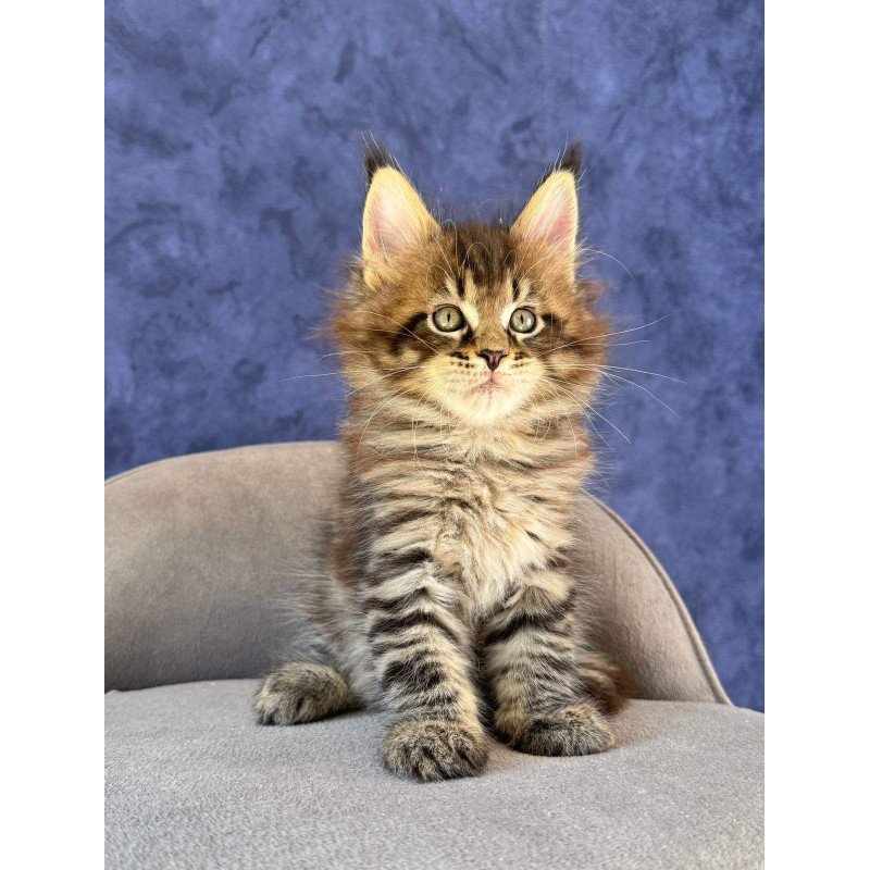 Maine Coon NOV Befart