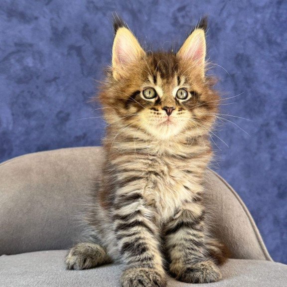 Maine Coon NOV Befart