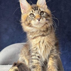 Maine Coon NOV Olris